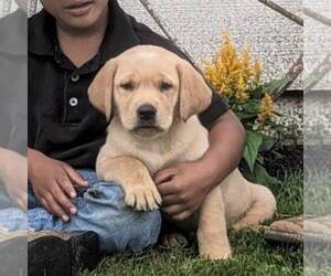 Labrador Retriever Puppy for sale in JONESTOWN, PA, USA