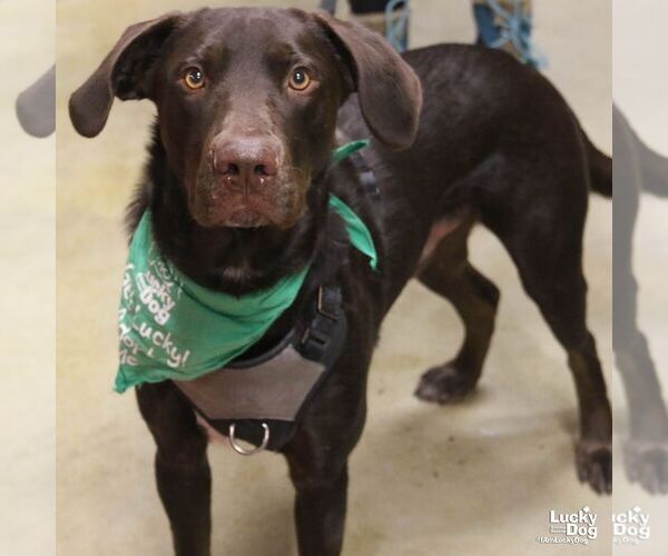 Medium Photo #1 Labrador Retriever-Retriever  Mix Puppy For Sale in Washington, DC, USA