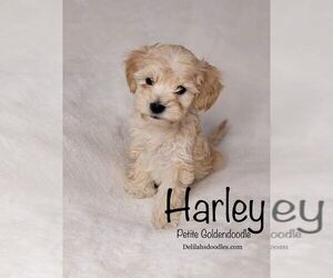 Goldendoodle (Miniature) Puppy for sale in LOUISVILLE, KY, USA