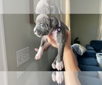 Small #32 American Bully