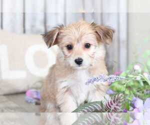 Yorkshire Terrier Puppy for sale in MOUNT VERNON, OH, USA