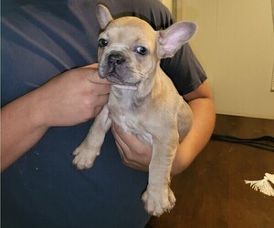 French Bulldog Puppy for sale in MILAN, GA, USA