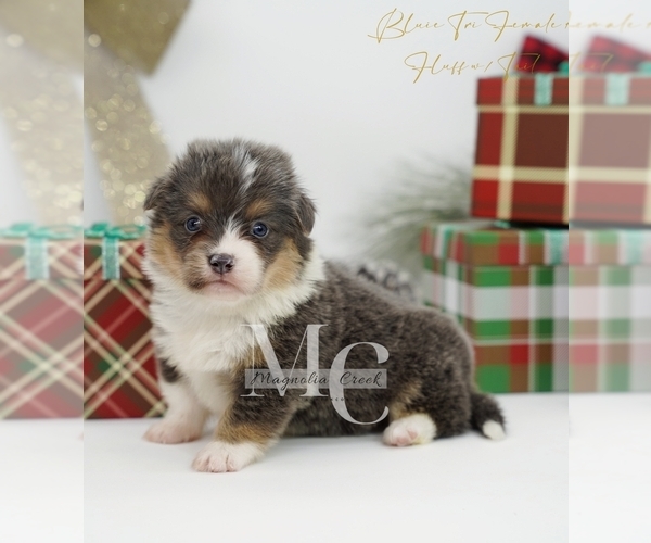 Medium Photo #16 Pembroke Welsh Corgi Puppy For Sale in FLORALA, AL, USA