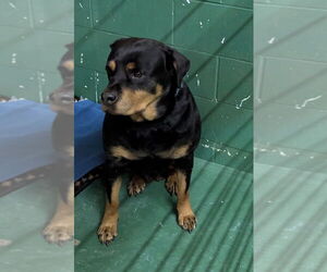 Queenie - Female Rottweiler-Unknown Mix Dog for Adoption - Photo #5