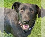 Small #7 Labrador Retriever Mix