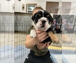 Small Photo #6 Bulldog Puppy For Sale in PELLA, IA, USA