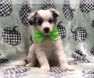 Australian Shepherd Puppy for sale in LAKELAND, FL, USA