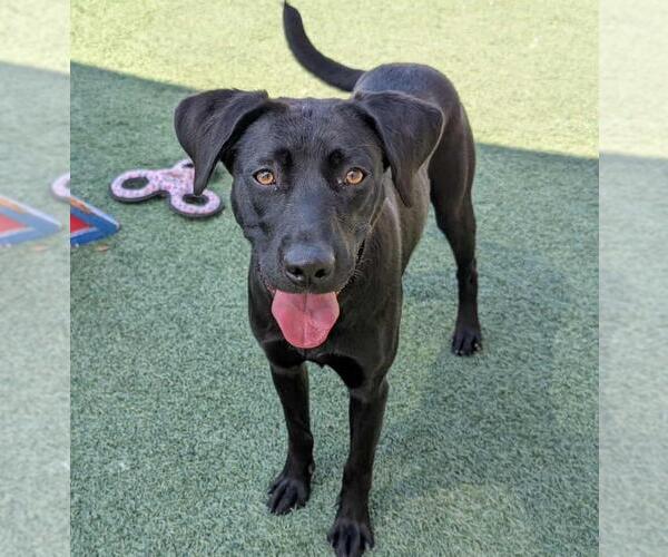 Medium Photo #4 Collie-Labrador Retriever Mix Puppy For Sale in Rockwall, TX, USA