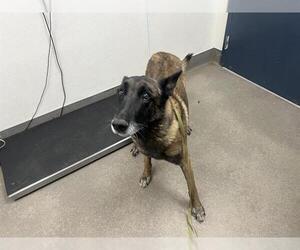 Mutt Dogs for adoption in HESPERIA, CA, USA