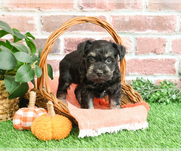 Medium Photo #4 Schnauzer (Miniature) Puppy For Sale in SYRACUSE, IN, USA