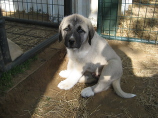 Anatolian Shepherd Puppy for sale in HUNTINGTON, AR, USA