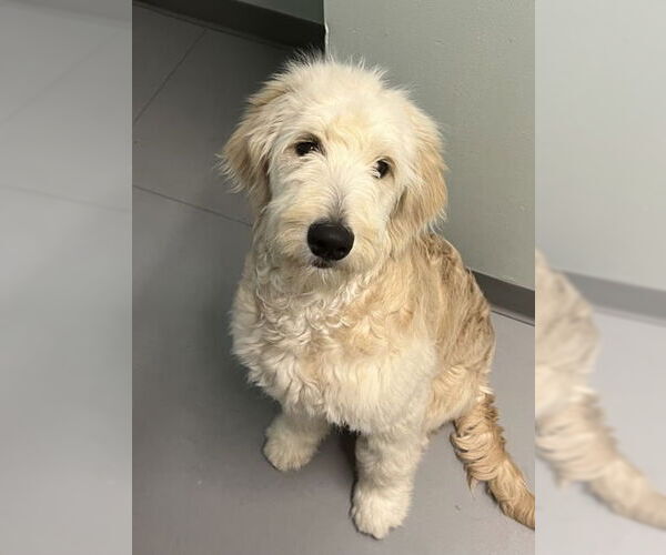 Medium Photo #1 Golden Retriever Puppy For Sale in Lake City, MI, USA