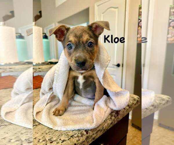 Medium Photo #3 Jack Russell Terrier-Staffordshire Bull Terrier Mix Puppy For Sale in Cave Creek, AZ, USA