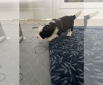 Small Photo #11 Saint Bernard Puppy For Sale in MODESTO, CA, USA