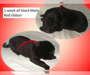German Shepherd Dog Puppy for sale in GOLDENDALE, WA, USA