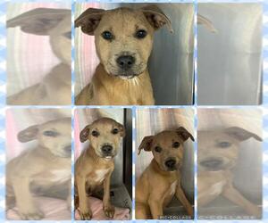 Labrador Retriever-Unknown Mix Dogs for adoption in San Antonio, TX, USA