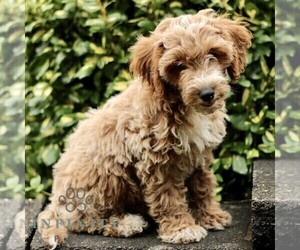 Goldendoodle (Miniature) Puppy for sale in LEOLA, PA, USA