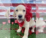 Small Photo #8 Labrador Retriever Puppy For Sale in JACKSONVILLE, FL, USA