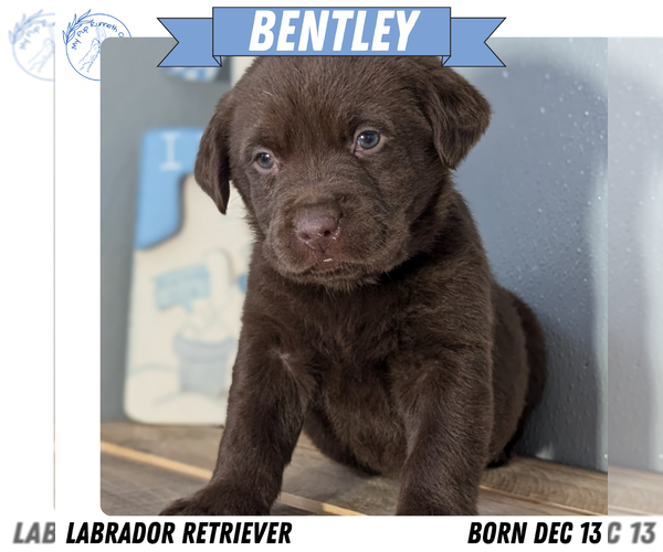 Medium Photo #1 Labrador Retriever Puppy For Sale in GOSHEN, IN, USA