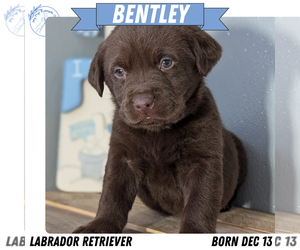 Medium Labrador Retriever