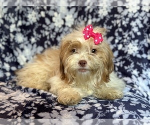 Zuchon Puppy for sale in LAKELAND, FL, USA