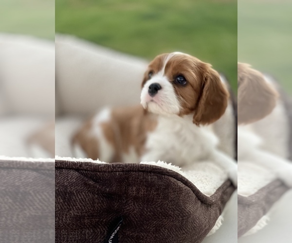 Medium Photo #2 Cavalier King Charles Spaniel Puppy For Sale in RIVERSIDE, CA, USA