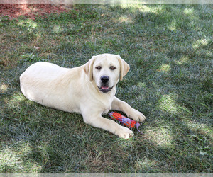 Labrador Retriever Puppy for sale in SYRACUSE, IN, USA