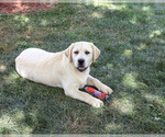 Image preview for Ad Listing. Nickname: Vidia