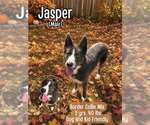 Jasper - Male Border Collie-Unknown Mix Dog for Adoption - Small photo