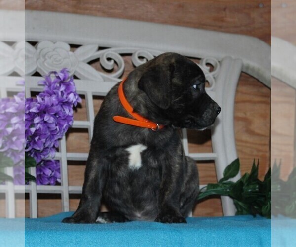 Medium Photo #4 Boerboel Puppy For Sale in NOTTINGHAM, PA, USA