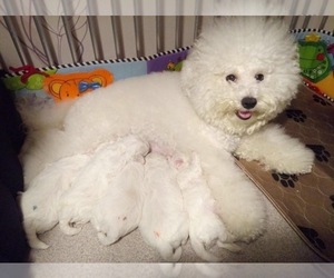 Mother of the Bichon Frise puppies born on 02/26/2019