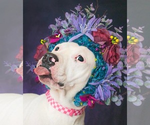 Thia - Female American Pit Bull Terrier-Unknown Mix Dog for Adoption - Photo #3