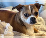 Small #1 Chihuahua Mix