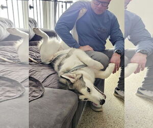 Sadie - ON HOLD - Female Gerberian Shepsky Dog for Adoption - Photo #3