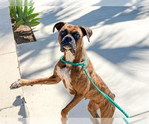 Medium Photo #2 Boxer Puppy For Sale in Orange, CA, USA