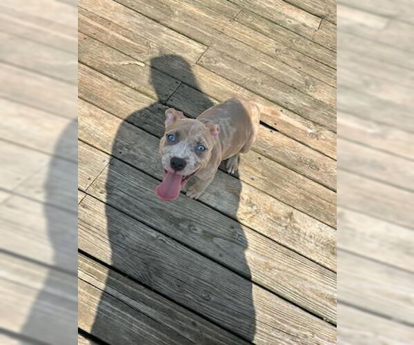 Medium Photo #3 American Pit Bull Terrier Puppy For Sale in Belleville, MI, USA