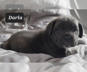 Cane Corso Puppy for sale in POMEROY, OH, USA