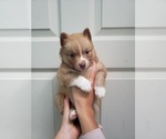 Small Photo #5 Pomsky Puppy For Sale in DIX HILLS, NY, USA