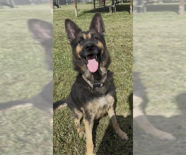 Medium Photo #3 German Shepherd Dog Puppy For Sale in Rosenberg, TX, USA