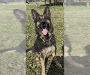 NATASHA - Female German Shepherd Dog Dog for Adoption - Photo #3
