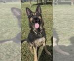 Small #2 German Shepherd Dog
