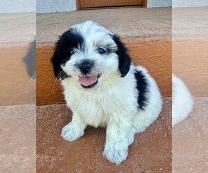 Mutt Dogs for adoption in Marina Del Rey, CA, USA