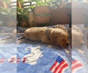 Medium Golden Retriever
