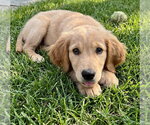 Small #3 Goldendoodle (Miniature)