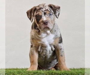 American Bully Puppy for sale in DE LEON SPRINGS, FL, USA