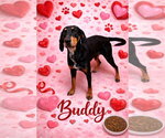 Small #7 Bluetick Coonhound-Doberman Pinscher Mix