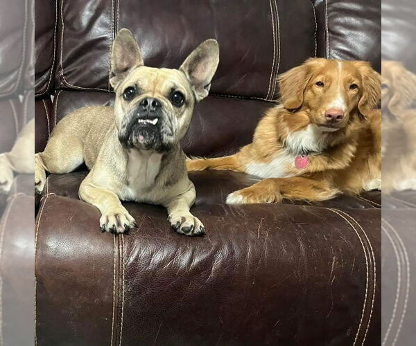 Medium Photo #2 French Bulldog-Unknown Mix Puppy For Sale in Oak Bluffs, MA, USA