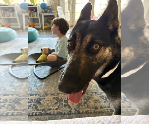 Medium Photo #11 German Shepherd Dog-Unknown Mix Puppy For Sale in Chandler, AZ, USA