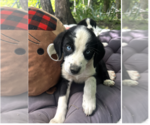 Small #1 Australian Shepherd Mix
