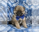 Small Photo #1 Pomeranian Puppy For Sale in CHRISTIANA, PA, USA